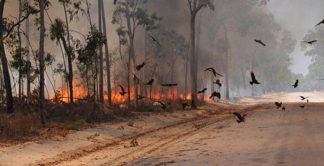 kites-at-fire-scaled.jpg