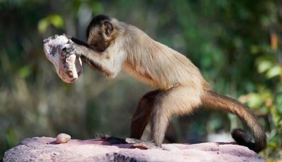 القردي الفيروس خطر جديد:
