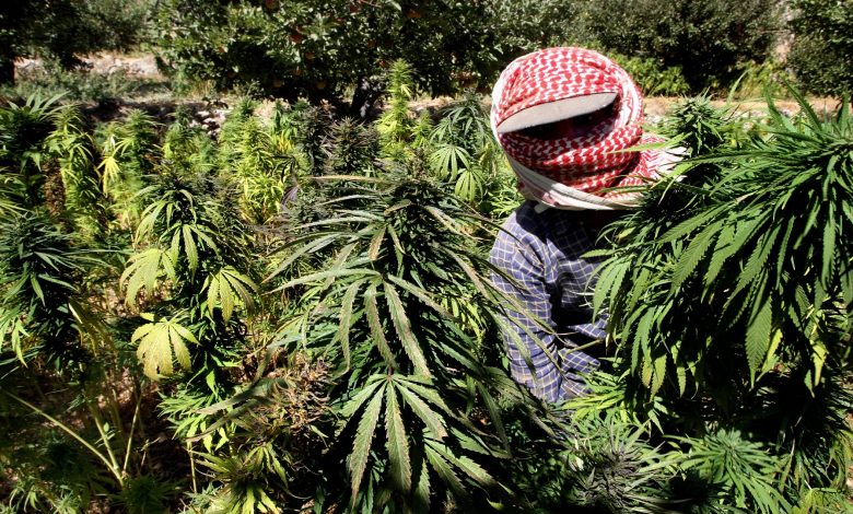 لبنان يتجه لتشريع زراعة "القنب الهندي"
